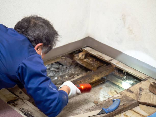 Best HVAC Mold Remediation in Sylvania, AL